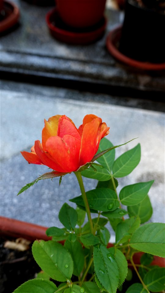 cimitir_SfVineri2021_0808_090109