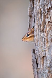 Eastern chipmunk photo