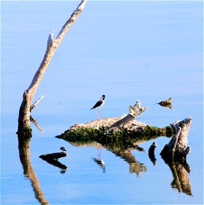 Black-necked stilt