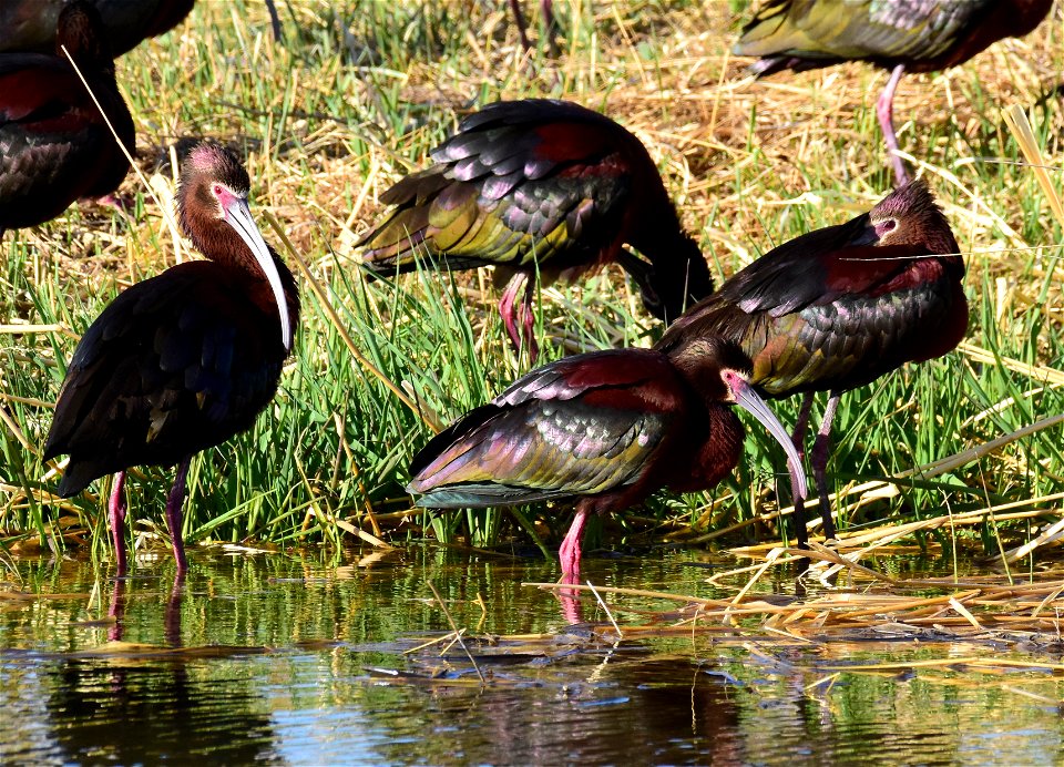 White-faced ibis at Seedskadee National Wildlife Refuge