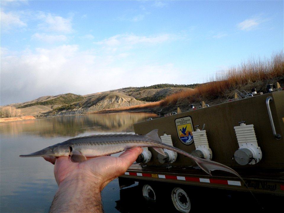 Stocking Pallid Sturgeon