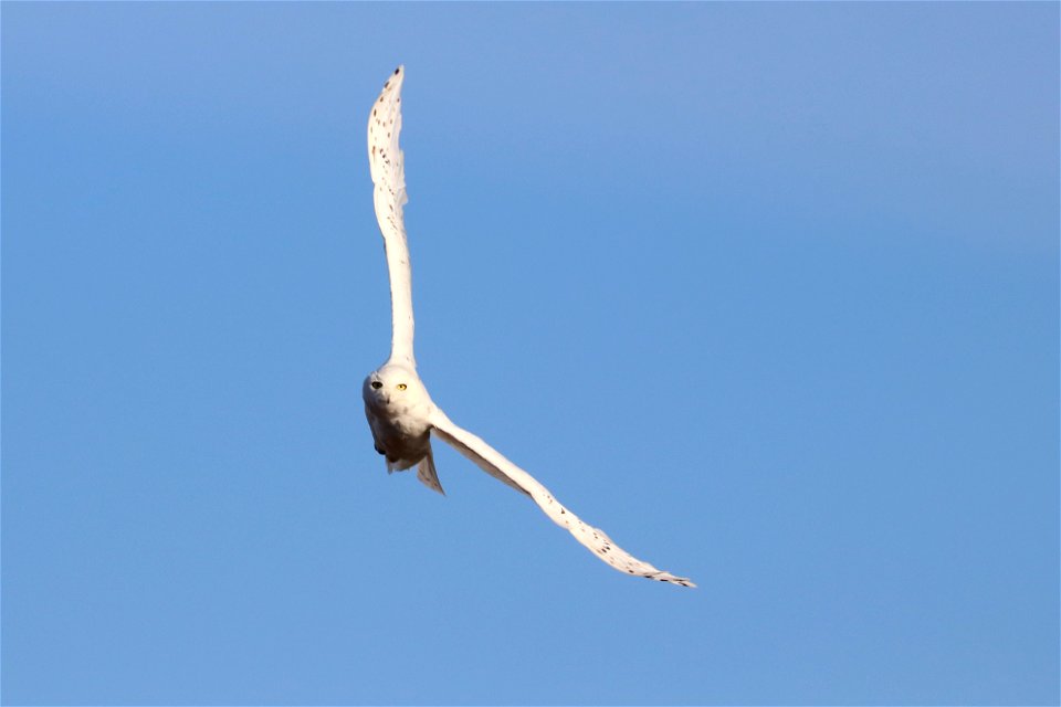 Snowy Owl in flight