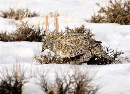 Greater sage-grouse on Seedskadee National Wildlife Refuge