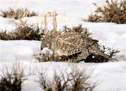 Greater sage-grouse on Seedskadee National Wildlife Refuge photo