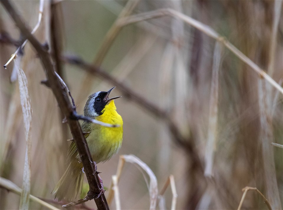 Common yellowthroat