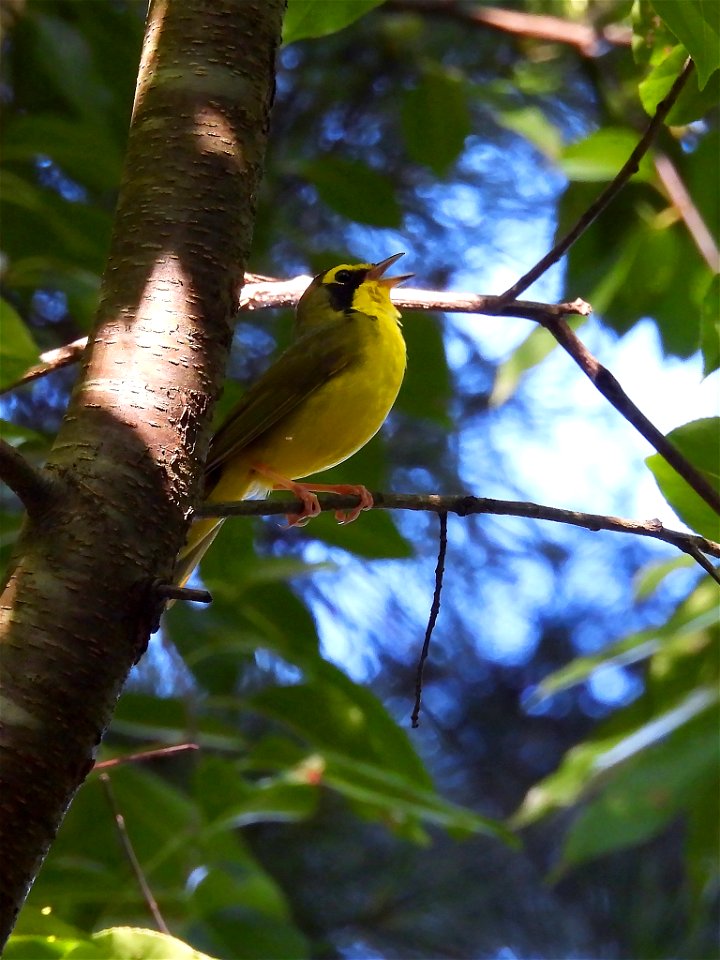 Kentucky Warbler