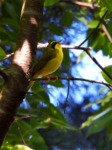 Kentucky Warbler photo