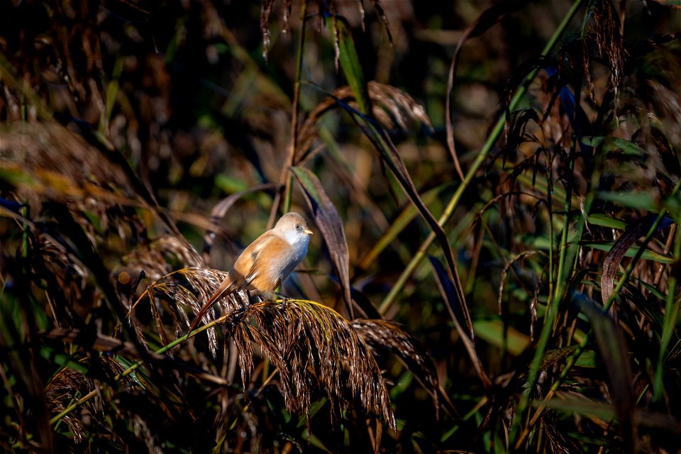 Bearded Tit (1 of 5) photo