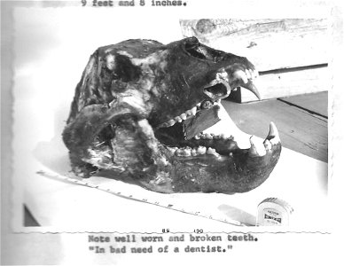 (1958) In Bad Need of a Dentist photo