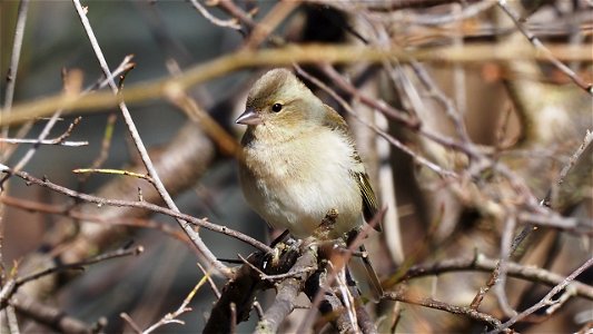 Buchfink Weibchen