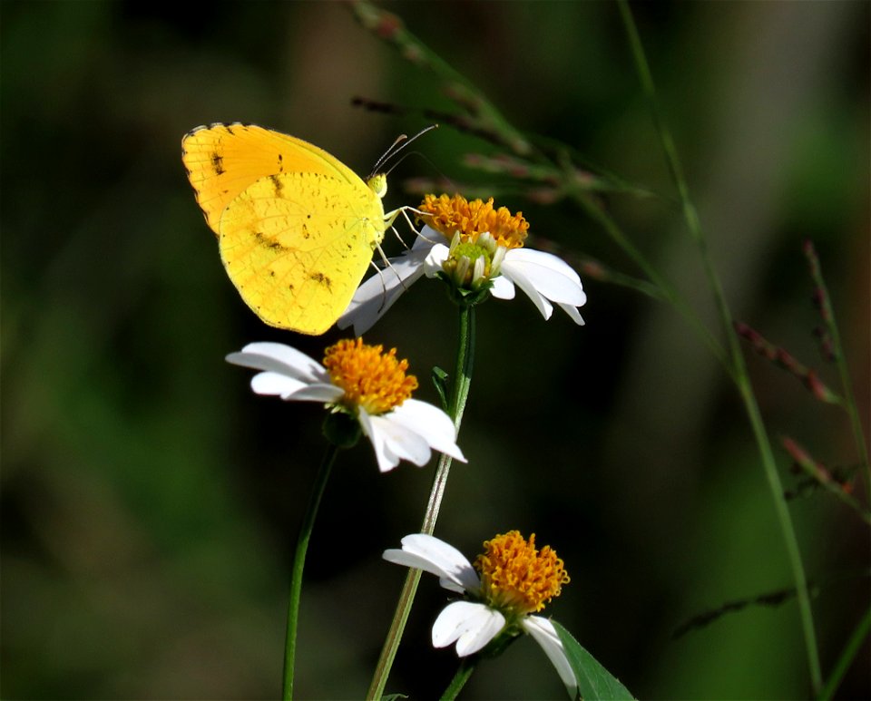 Butterfly on Spanish Needle  ( Bidens alba )