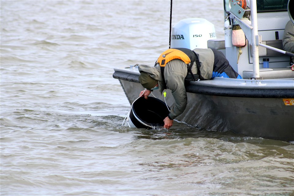 Delta smelt experimental release