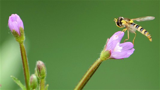 Sphaerophoria scripta (Gewöhnliche Langbauchschwebfliege) Weibchen auf Kleinblütigem Weideröschen