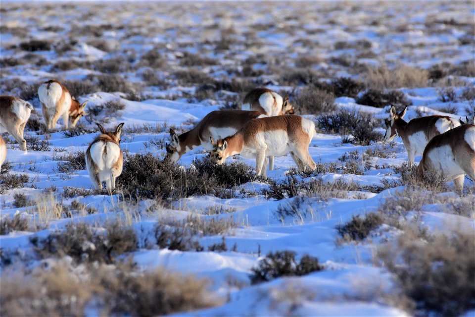 Pronghorn on Seedskadee National Wildlife Refuge