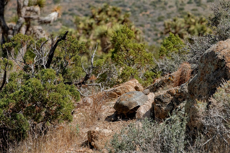 Mojave desert tortoise