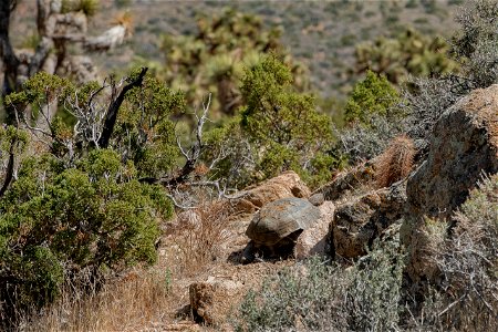 Mojave desert tortoise photo