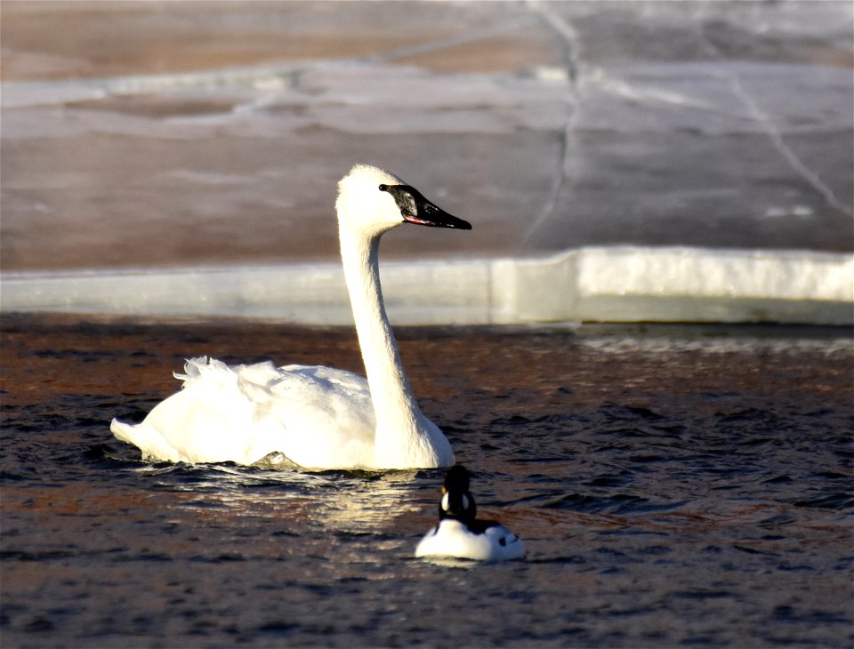 Trumpeter swans at Seedskadee National Wildlife Refuge