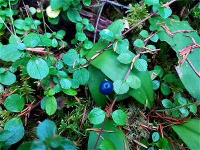Queen's cup berry, Mt. Baker-Snoqualmie National Forest. Photo by Anne Vassar Aug. 10, 2021.