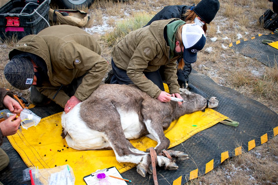 Bighorn Sheep Collaring Research photo