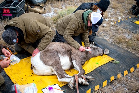 Bighorn Sheep Collaring Research