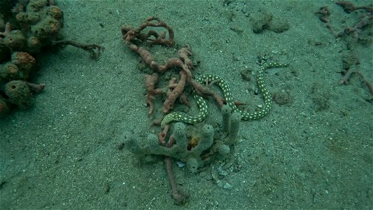 Sharp Tail Snake Eel hunting alone Tayrona National Park Diving Taganga Colombia