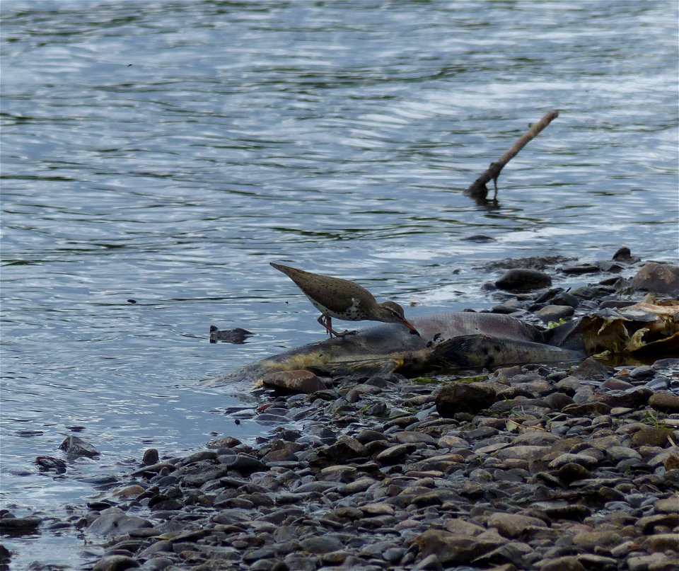 Spotted sandpiper forages over salmon carcass