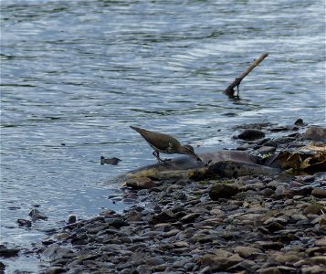 Spotted sandpiper forages over salmon carcass