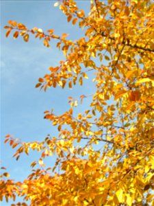 toamna2009_1120_112916