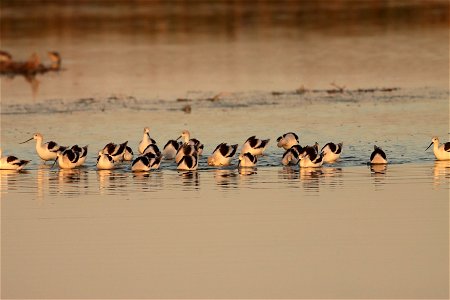 Fall Plumage American Avocets Huron Wetland Management District photo