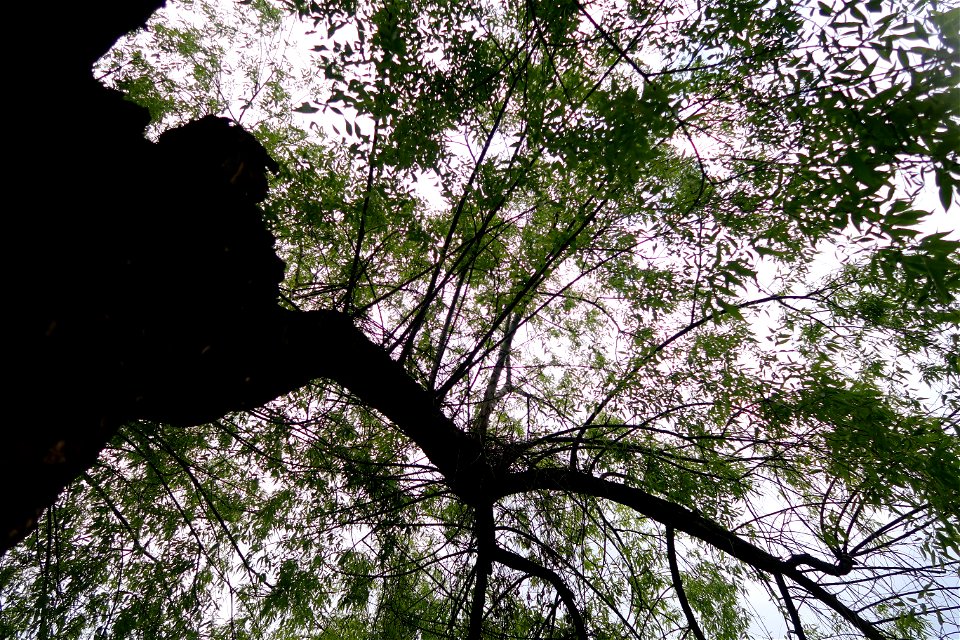 japanes_garden_rain_Herastrau (116)