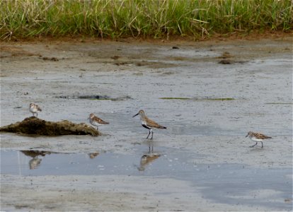 Dunlin and Western and Semipalmated Sandpipers