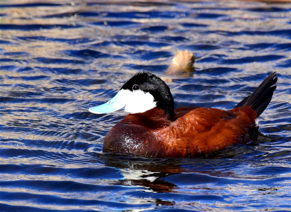 Ruddy duck at Seedskadee National Wildlife Refuge