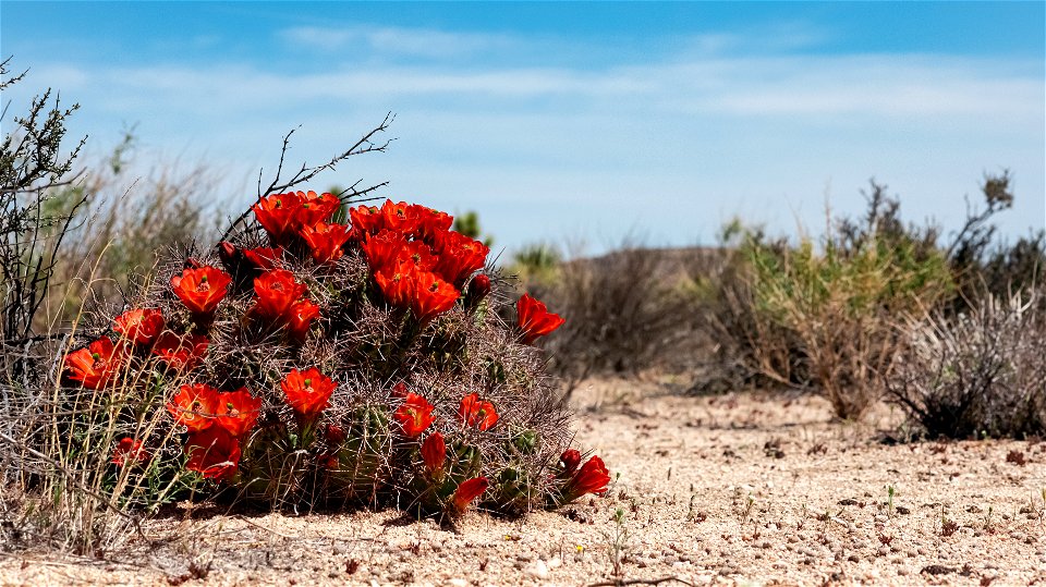 Kingcup Cactus photo