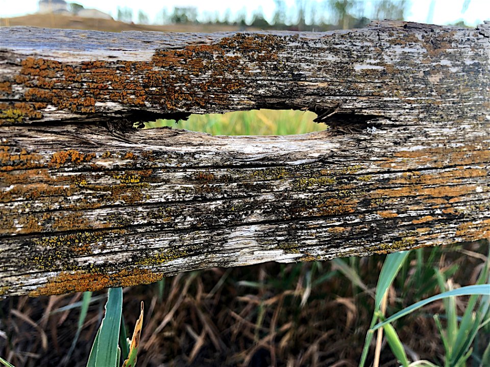 2022/365/269 The Old Back Fence