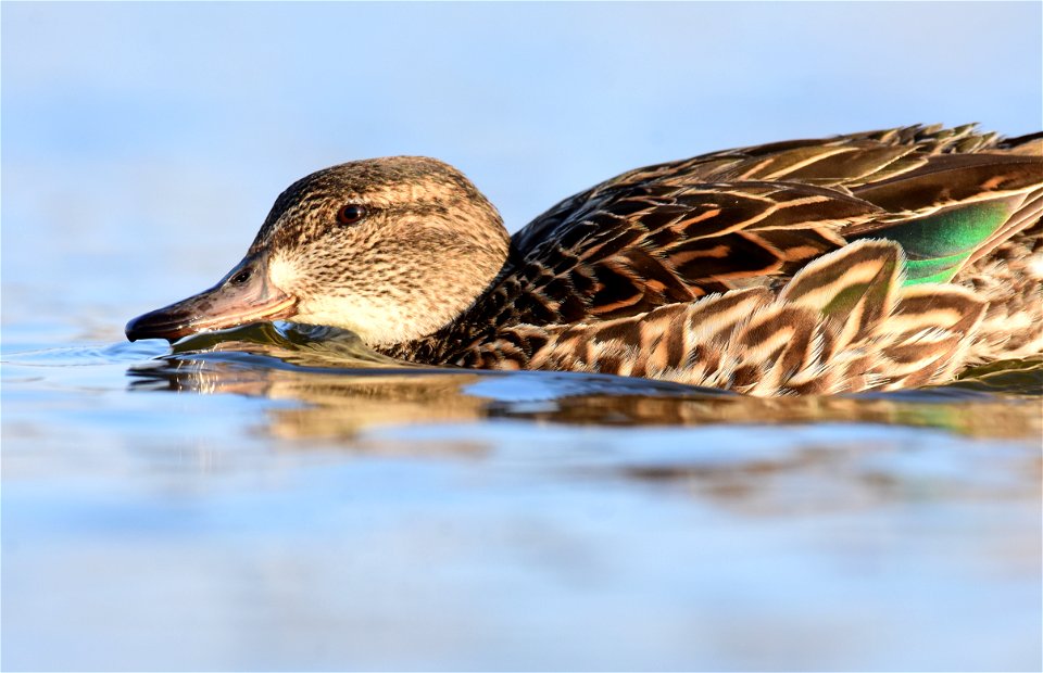 Green-winged teal at Seedskadee National Wildlife Refuge