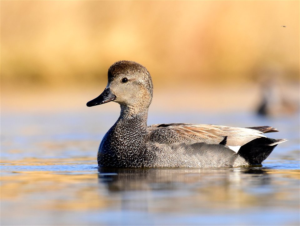 Gadwall at Seedskadee National Wildlife Refuge