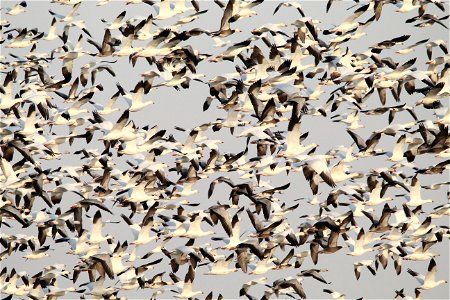 Light Goose Migration at the Huron Wetland Management District South Dakota