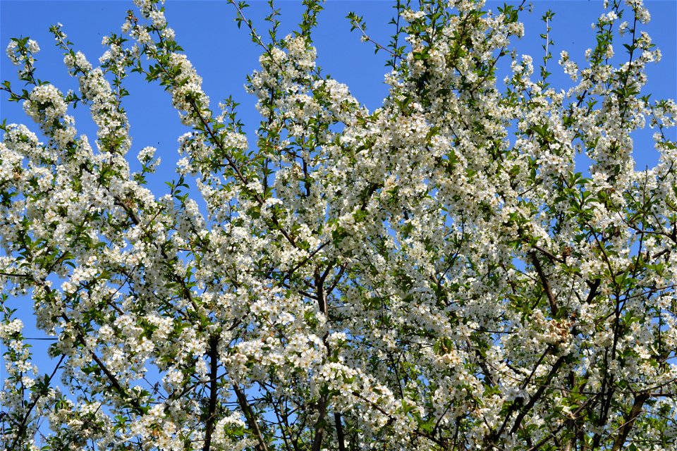 Spring ,April 2023