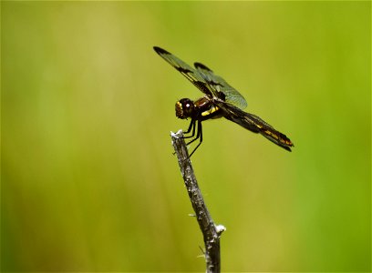 Twelve Spotted Skimmer Dragonfly on Karl E. Mundt National Wildlife Refuge photo