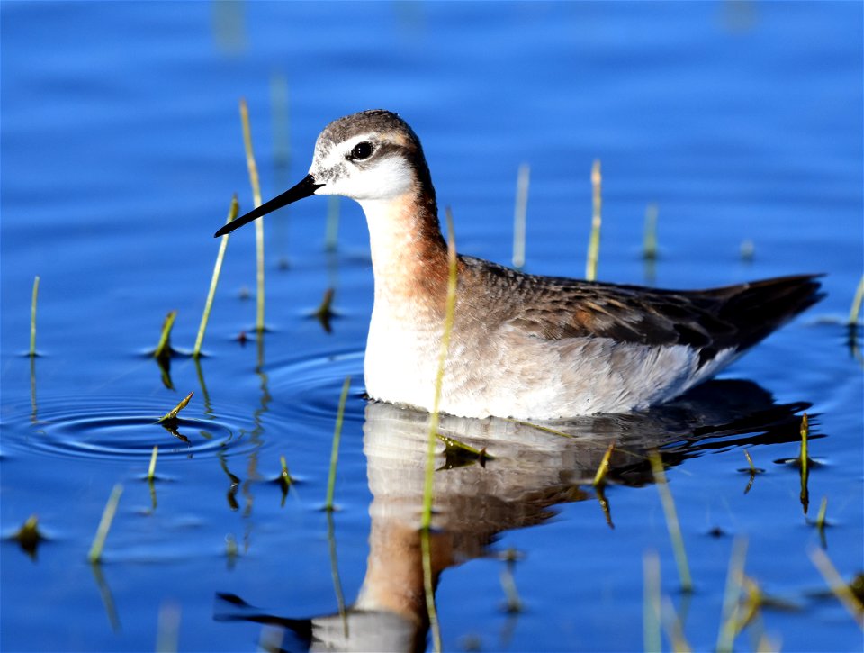 Wilson's phalarope at Seedskadee National Wildlife Refuge