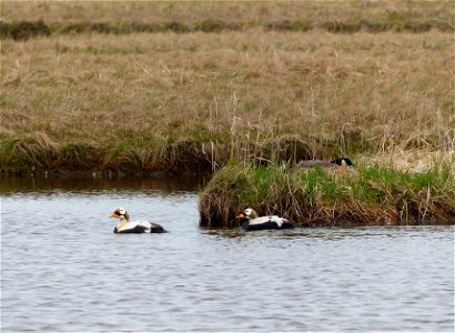 Spectacled eider males photo