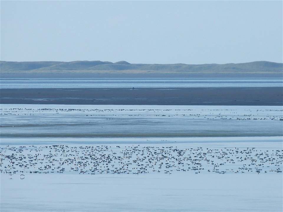 Brant at Izembek Lagoon