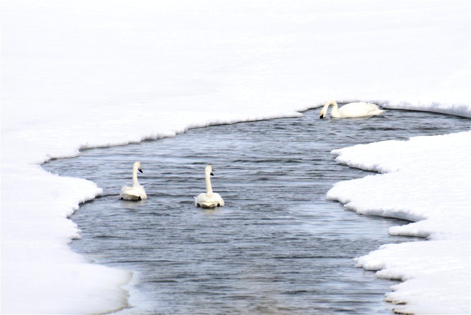 Trumpeter swans at Seedskadee National Wildlife Refuge