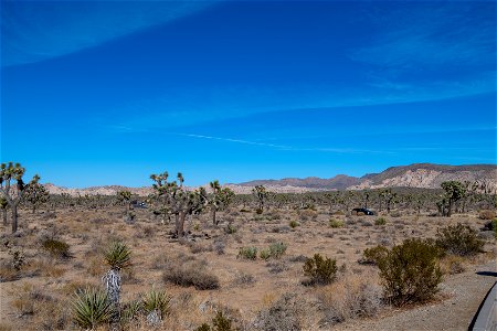 Joshua Tree National Park