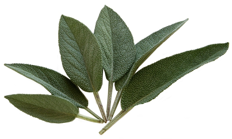 Sage leaves food eat