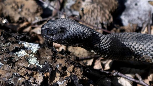 Timber rattlesnake (Crotalus horridus) by Grayson Smith, USFWS photo