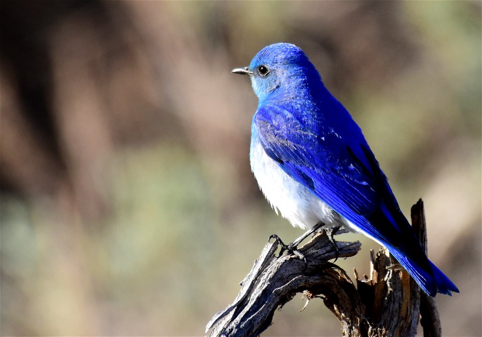Mountain bluebird at Seedskadee National Wildlife Refuge