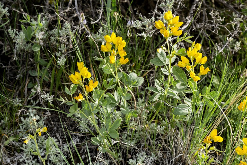 Thermopsis rhombifolia