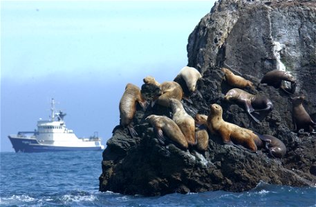 Stellers sea lions photo