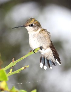 498 - RUBY-THROATED HUIMMINGBIRD (11-24-2022) female, americana rv park, palmview, tx -03